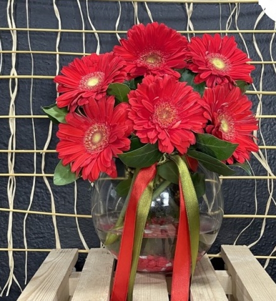 Fanusta Kırmızı Gerbera
